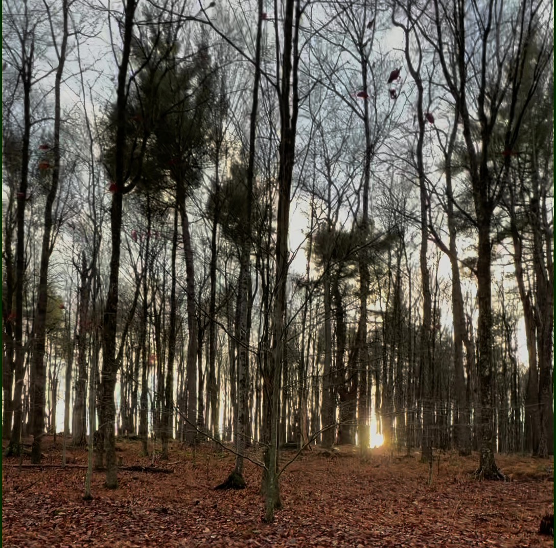 Sunlight through forest canopy