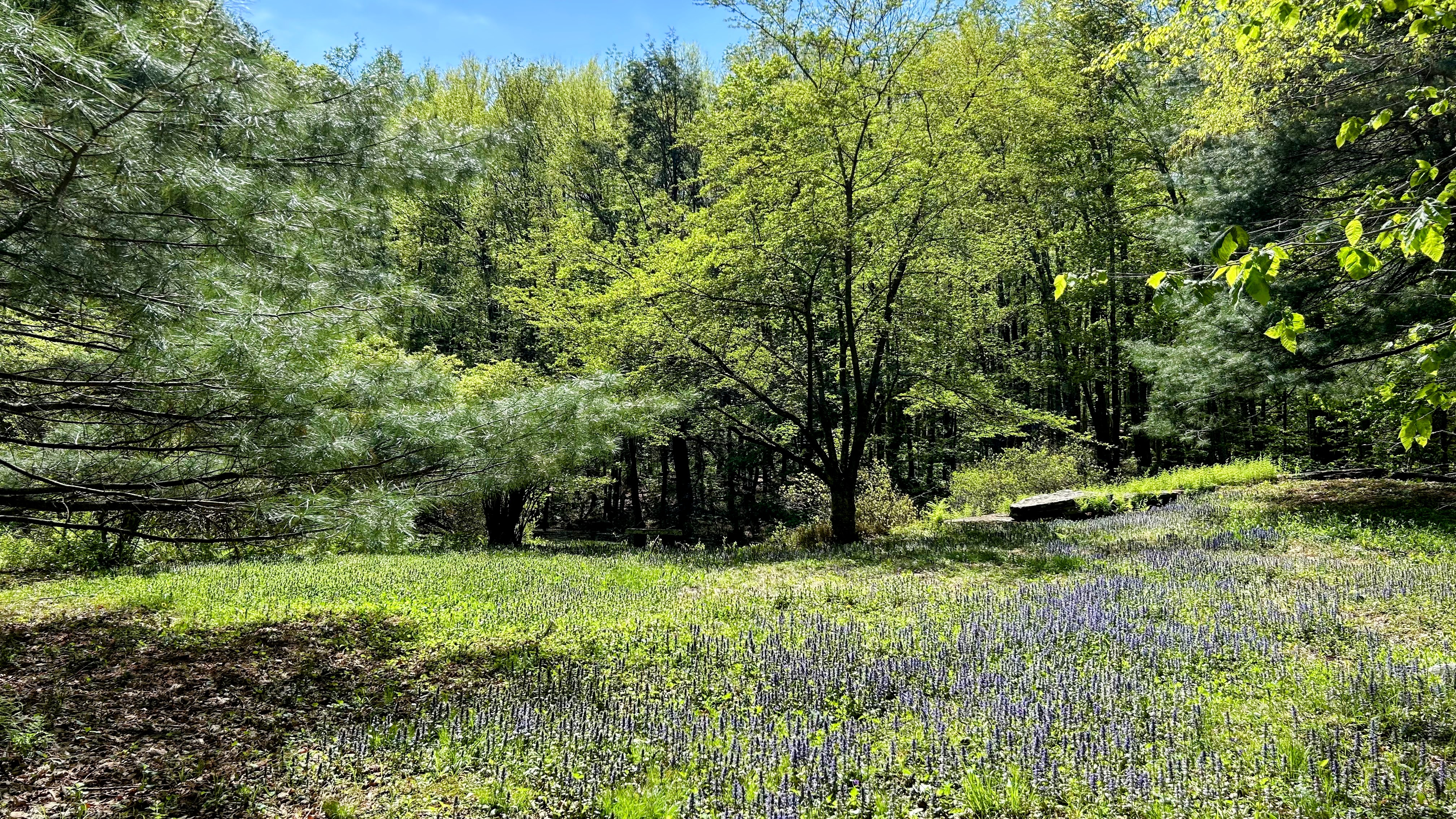 Forest bathing path at SYS