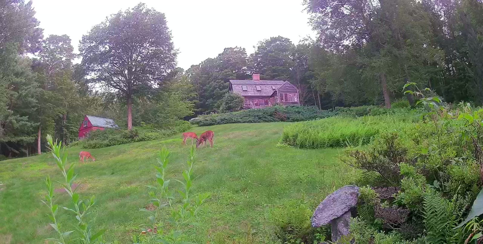 Deer grazing on the lawn at dusk