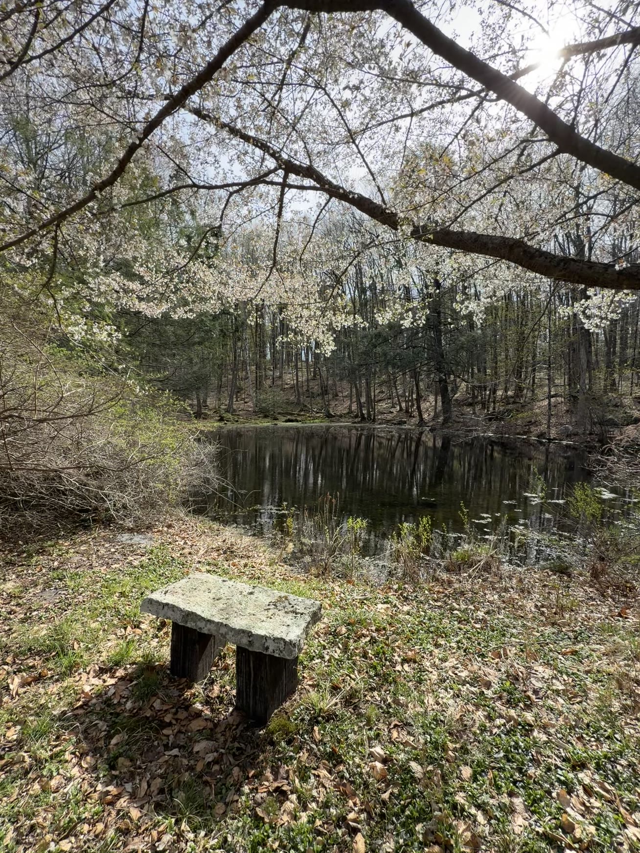 Stone bench by the pond under spring blossoms