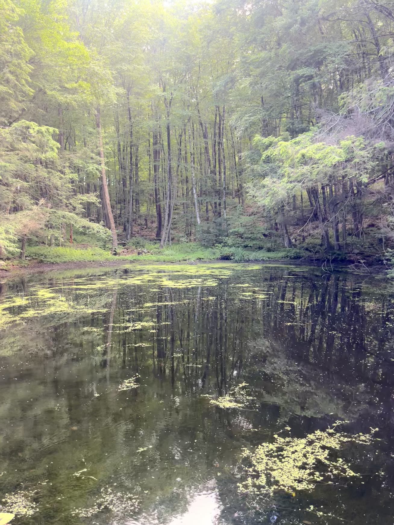 Misty pond reflection deep in the forest