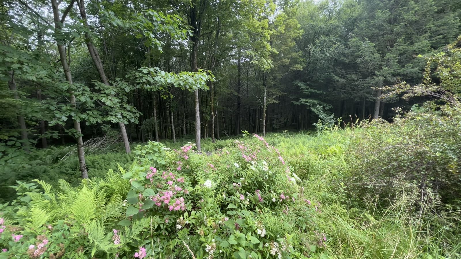 Pink wild roses blooming at the forest edge