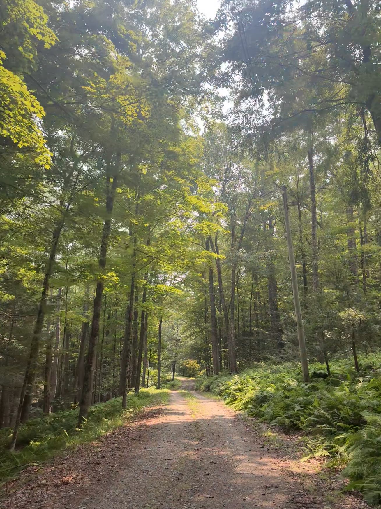 Summer forest road beneath tall canopy