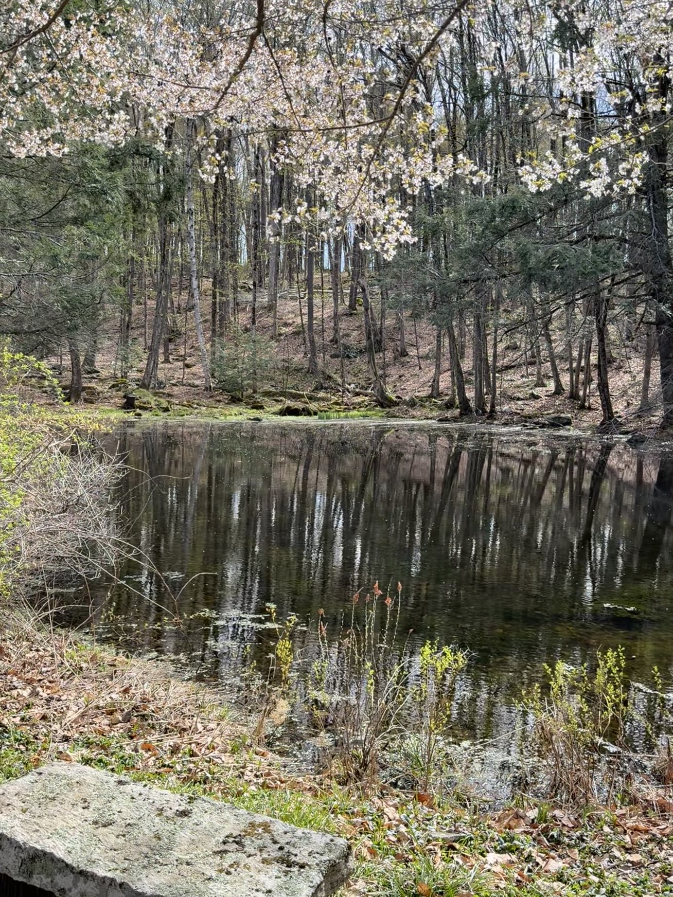 Pond reflection under spring blossoms