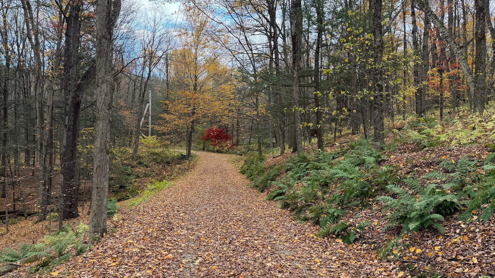 Forest canopy at Shinrin-Yoku Sanctuary