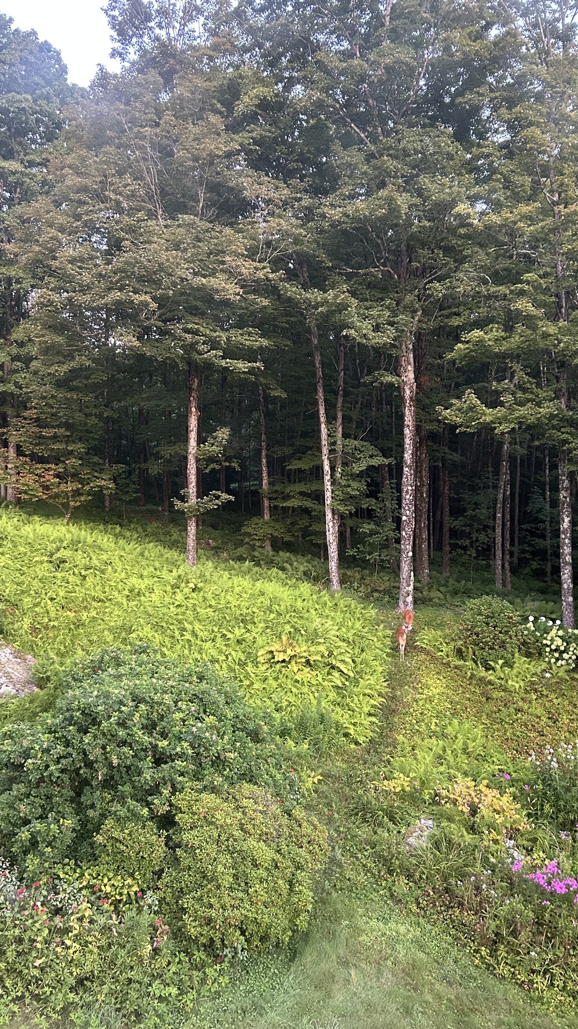 Forest bathing guided walk