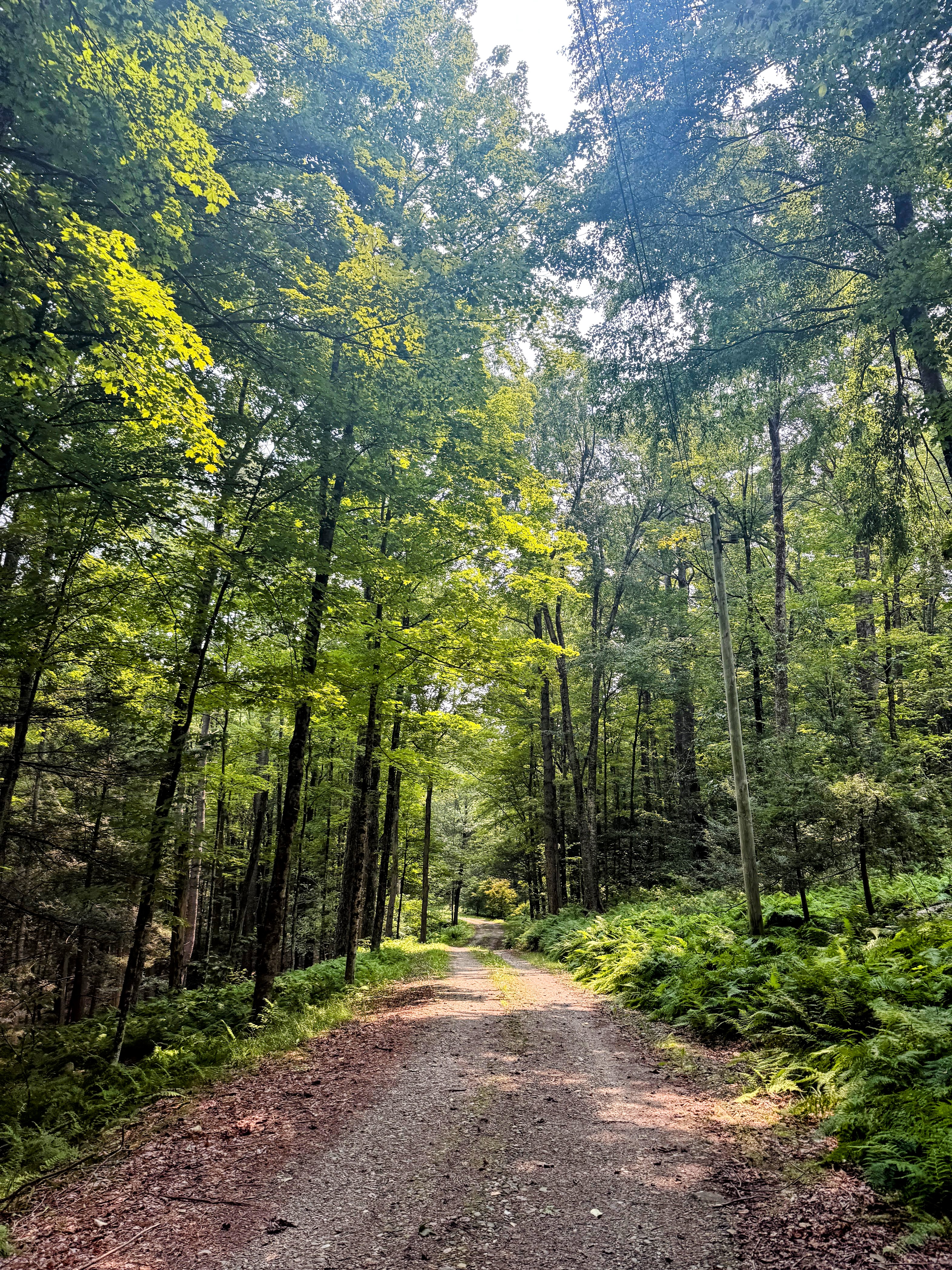 Forest path at SYS